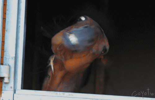 giphy.com/gifs/horse-stallion-Um7TeqbaS33Ww