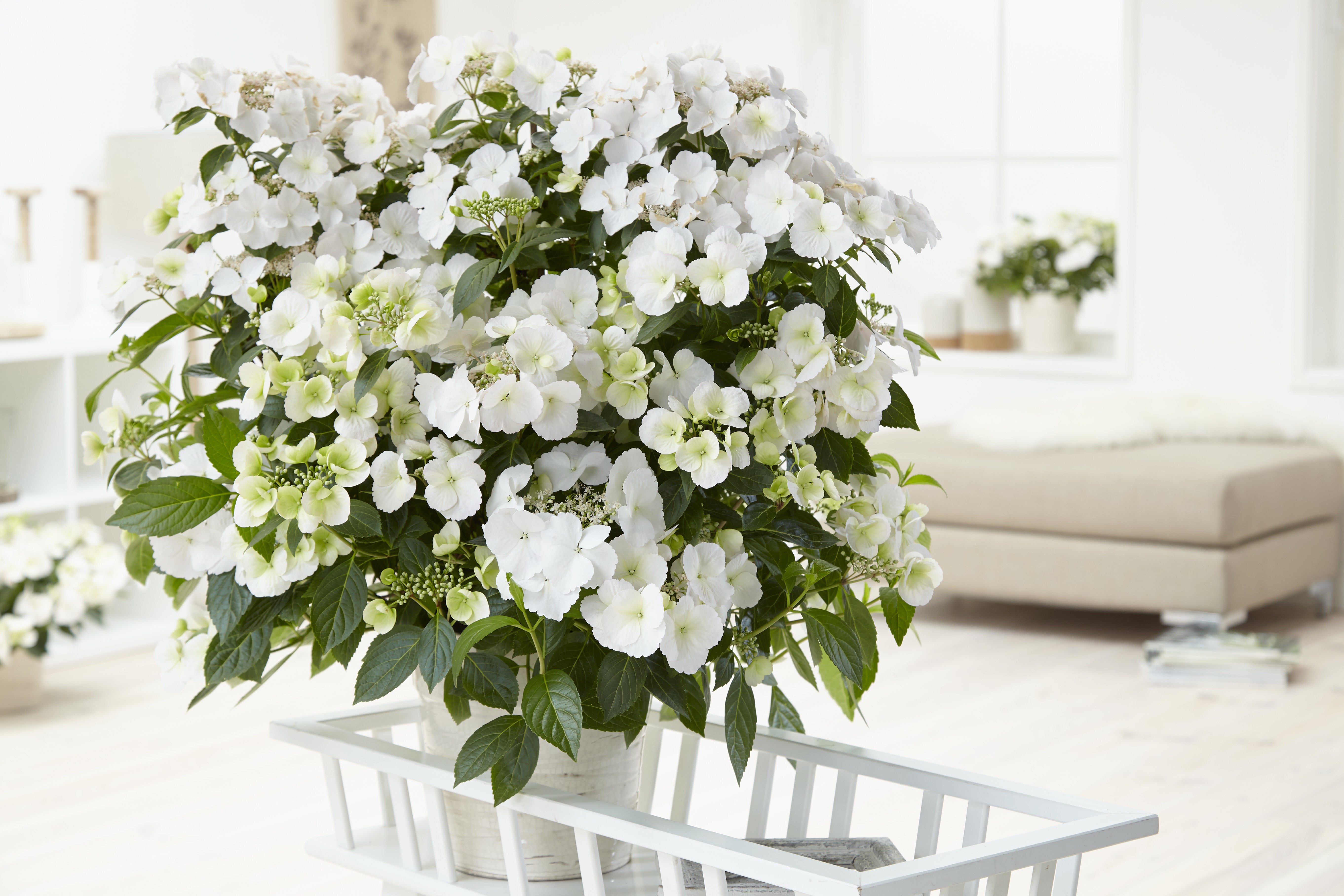 Hydrangea Runaway Bride